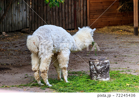 White alpaca (Vicugna pacos) on farmyard White alpaca (Vicugna pacos) on farmyard 72245436