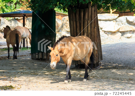 Przewalski wild horses in a paddock. Przewalski's horse (Equus przewalskii or Equus ferus przewalskii) also called the Mongolian wild horse, is a rare and endangered horse 72245445