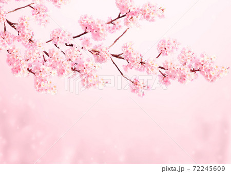 Beautiful magic spring scene with sakura flowers 72245609