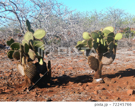ガラパゴスウチワサボテン 72245766