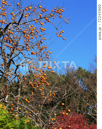 京都 嵯峨野 落柿舎の柿木と紅葉(部分、初冬) 京都 嵯峨野 落柿舎の柿木と紅葉(部分、初冬) 72245900