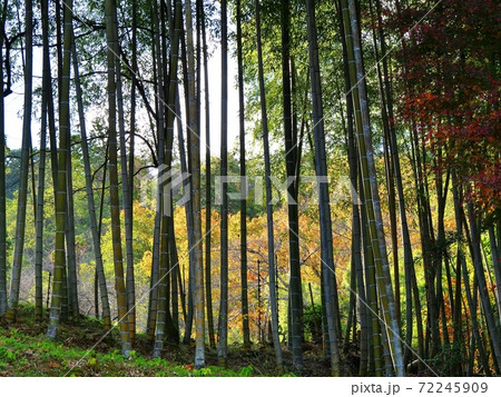 京都 嵯峨野 鳥居本の竹林とカエデ(化野念仏寺付近、初冬) 京都 嵯峨野 鳥居本の竹林とカエデ(化野念仏寺付近、初冬) 72245909