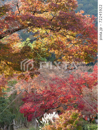 京都 嵯峨野 嵯峨小倉陵付近のカエデとススキ(小倉山、初冬) 京都 嵯峨野 嵯峨小倉陵付近のカエデとススキ(小倉山、初冬) 72245922