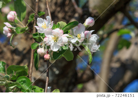 Branches of blooming apple tree in a spring orchard. 72246151