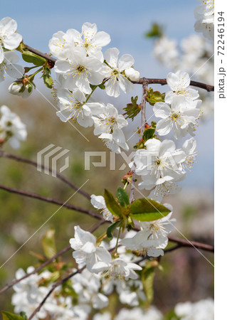 Branches of blooming apple tree in a spring orchard. Branches of blooming apple tree in a spring orchard. 72246194