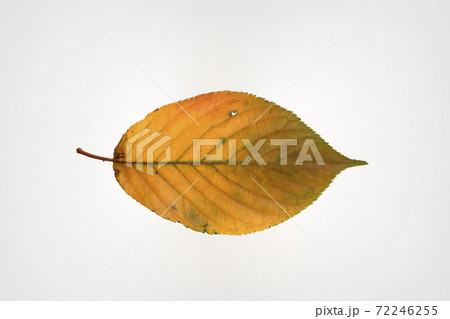 枯れ葉（白バック） 72246255