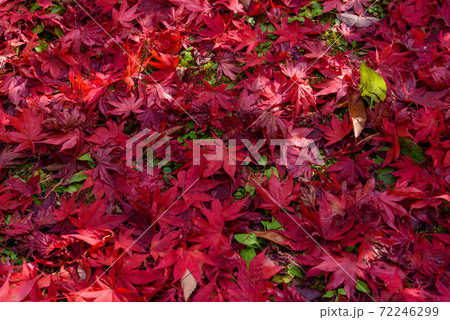 日本庭園の紅葉 日本庭園の紅葉 72246299