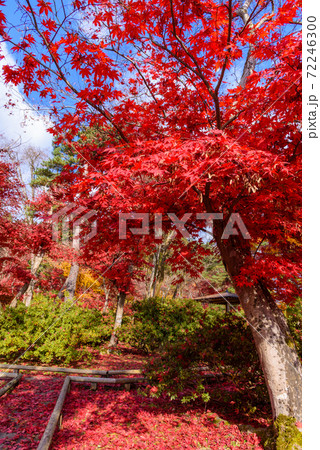 日本庭園の紅葉 日本庭園の紅葉 72246300