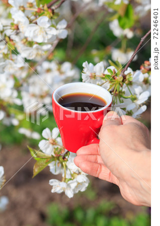 Female hands hold a cup of coffee with flowering cherry tree on the background. Female hands hold a cup of coffee with flowering cherry tree on the background. 72246401
