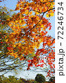 紅葉したもみじ 72246734