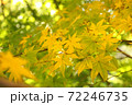 紅葉しはじめたもみじ 72246735