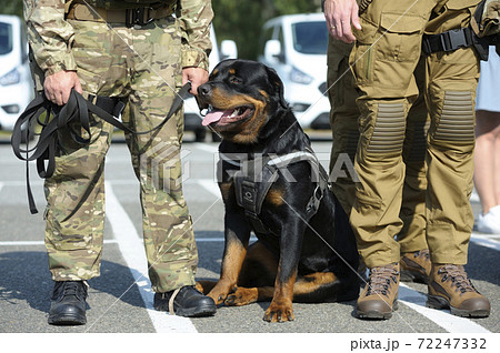 are rottweilers used in the military