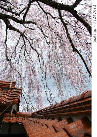 鳥取 四季の散歩 春 桜 極楽寺 鳥取 四季の散歩 春 桜 極楽寺 72247633