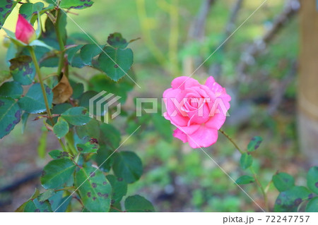 バラの花 芳純 バラの花 芳純 72247757