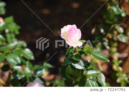 バラの花 プリンセスドゥモナコ バラの花 プリンセスドゥモナコ 72247761