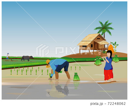 farmer transplant rice in paddy field vector design 72248062