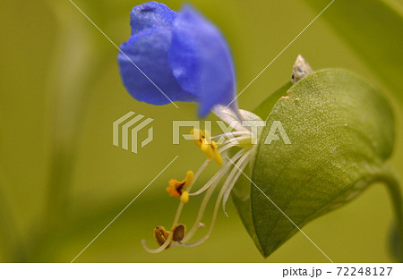 ツユクサ 青い大きな花弁と扇型の萼 夏の花の写真素材