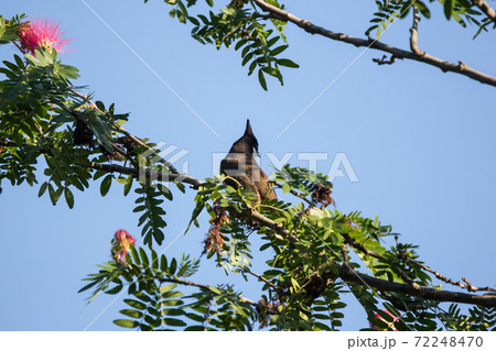 Bird on tree of Pink flower Powder Puff Bird on tree of Pink flower Powder Puff 72248470