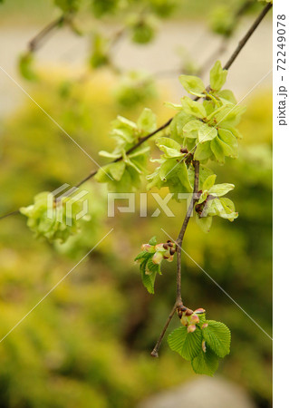 The elm tree of Camperdown with small bright green leaves bloomed in the month of may 72249078