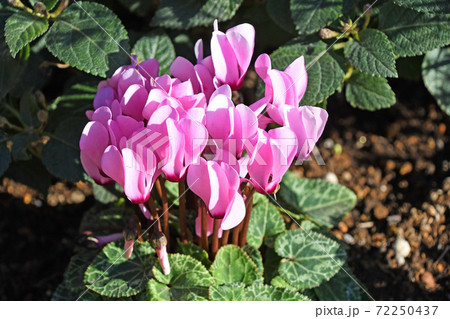 ガーデンシクラメン 72250437