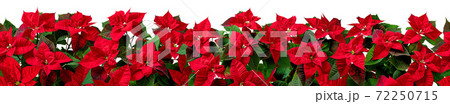 Red poinsettia Christmas flowers horizontal seamless pattern 72250715