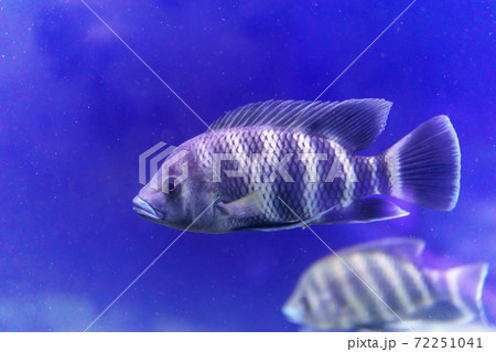 Tilapia Nila is a species of tilapia, a cichlid...の写真素材 