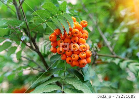 Autumn rowan berries on branch. Red berries and leaves on branch close up. Branch of ripe berries mountain ash grows on a tree Autumn rowan berries on branch. Red berries and leaves on branch close up. Branch of ripe berries mountain ash grows on a tree 72251085