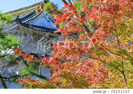 大阪城公園界隈　都会の紅葉 72251137