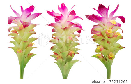 Turmeric flower isolated on white background Turmeric flower isolated on white background 72251265