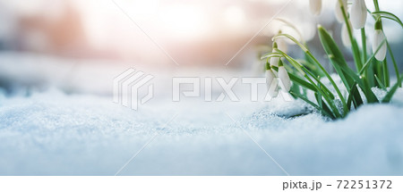 Panoramic view to spring flowers in the park Panoramic view to spring flowers in the park 72251372