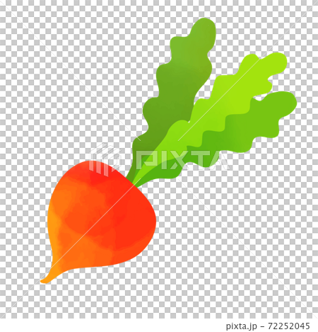 ラディッシュのベクターイラスト 72252045