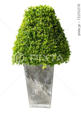 Green bush in concrete flowerpot for decoration isolated on white background. Green bush in concrete flowerpot for decoration isolated on white background. 72252270