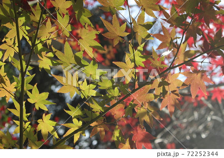 モミジの紅葉 モミジの紅葉 72252344