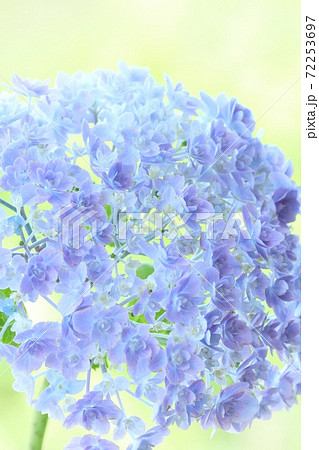 青くて小さい花が密集するアジサイ 明るい緑の自然背景の写真素材