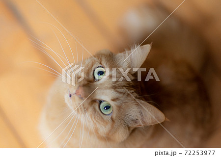 足もとで見上げる可愛い猫 茶トラ猫の写真素材