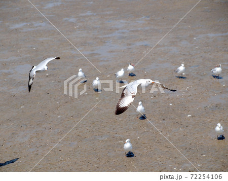 Seagull 72254106