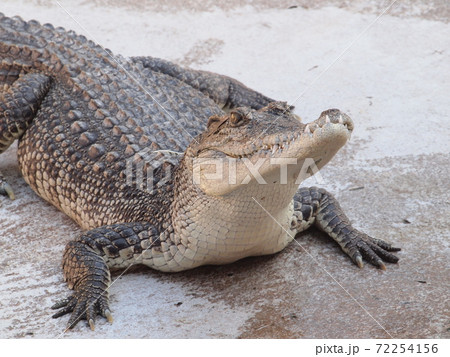 Crocodiles close up in Thailand Crocodiles close up in Thailand 72254156