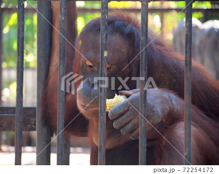 Monkey in a cage 72254172