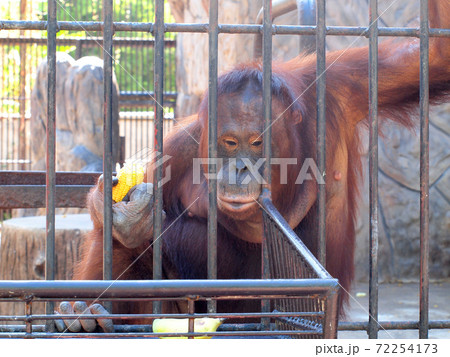 Monkey in a cage 72254173
