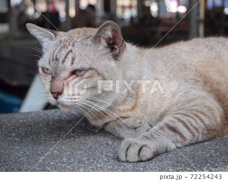 Angry cat with unhappy Angry cat with unhappy 72254243