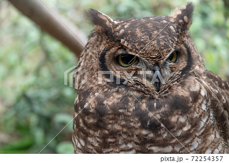 ミミズクの写真素材