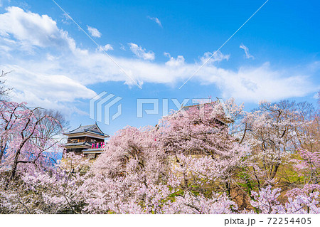 上田城の桜　【長野県】 72254405