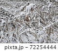 Winter grass snow closeup background 72254444