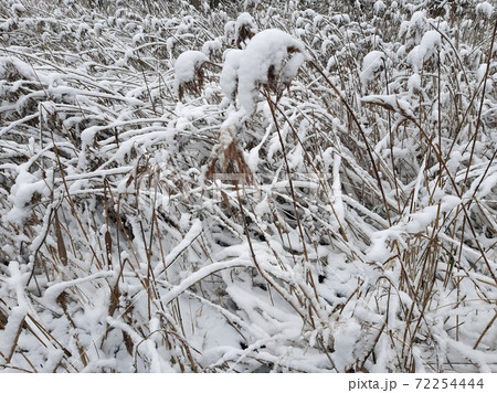Winter grass snow closeup background 72254444