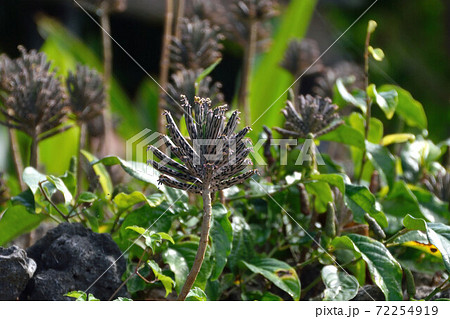 不思議な植物の写真素材