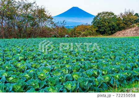 (静岡県)箱根西麓のキャベツ畑と富士山 (静岡県)箱根西麓のキャベツ畑と富士山 72255058