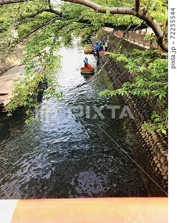 新緑の季節に橋の上から撮った 大垣のたらい舟 の写真素材