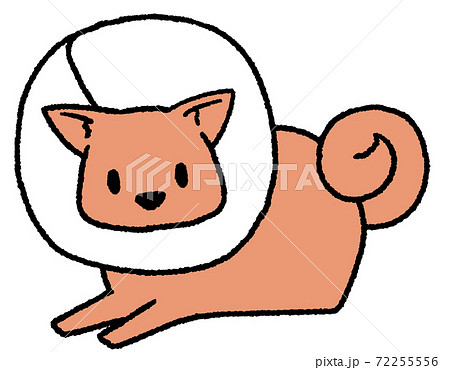エリザベスカラーをつけた大型犬のイラスト素材