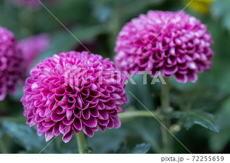 Pompom chrysanthemums flower in garden at sunny summer or spring day for decoration. Pink flower. Pompom chrysanthemums flower in garden at sunny summer or spring day for decoration. Pink flower. 72255659