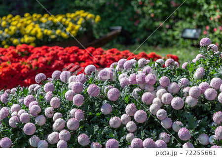 Pompom chrysanthemums flower in garden at sunny summer or spring day for decoration. Pompom chrysanthemums flower in garden at sunny summer or spring day for decoration. 72255661